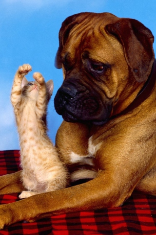 Dog And Cat wallpaper 320x480