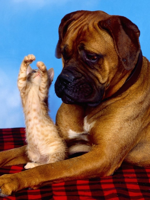 Dog And Cat wallpaper 480x640