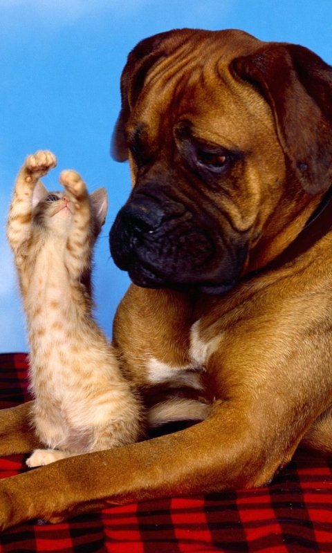 Dog And Cat wallpaper 480x800
