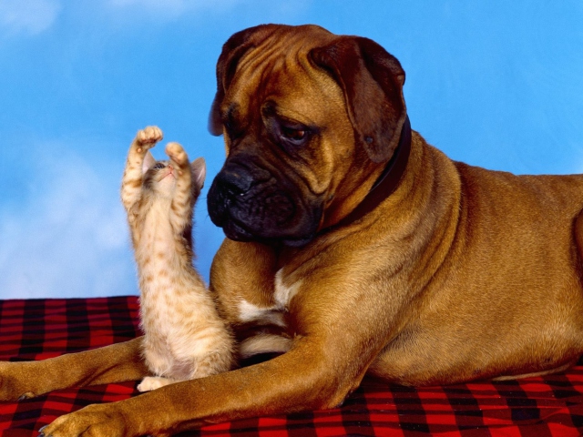 Dog And Cat wallpaper 640x480
