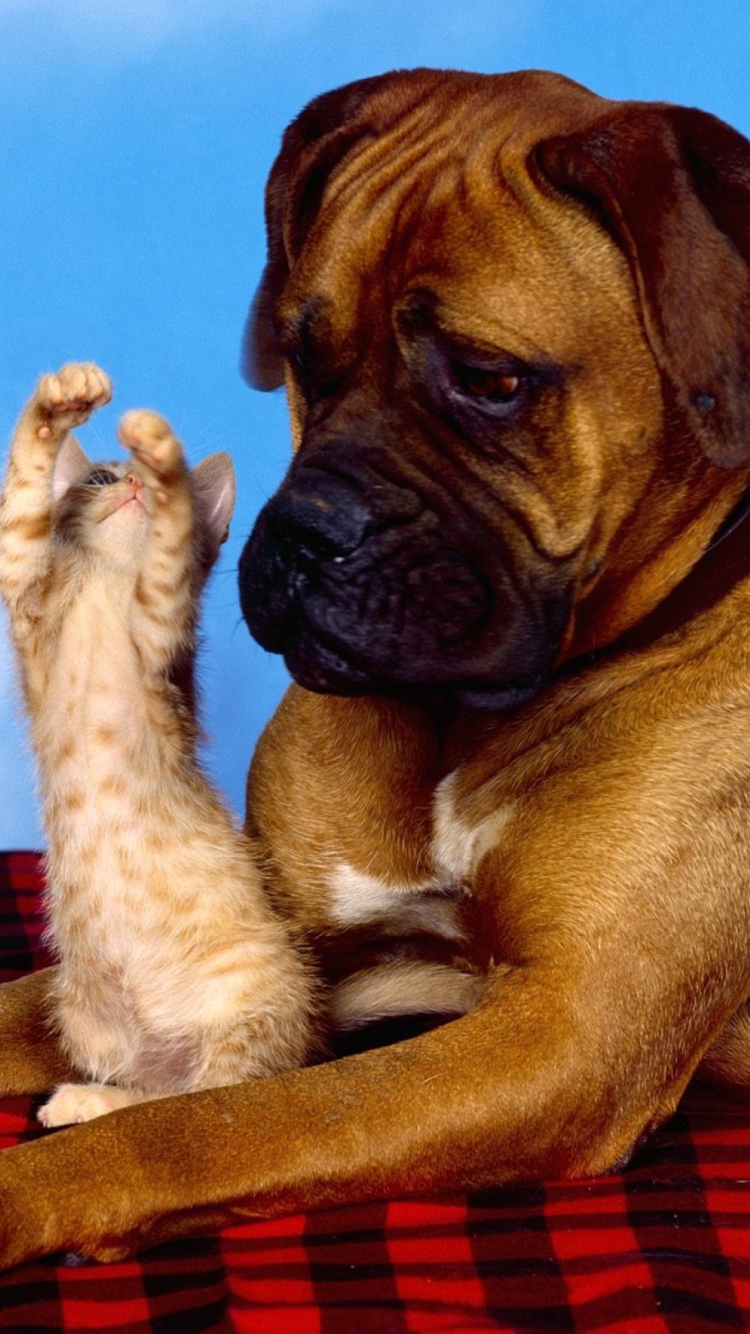Dog And Cat wallpaper 750x1334