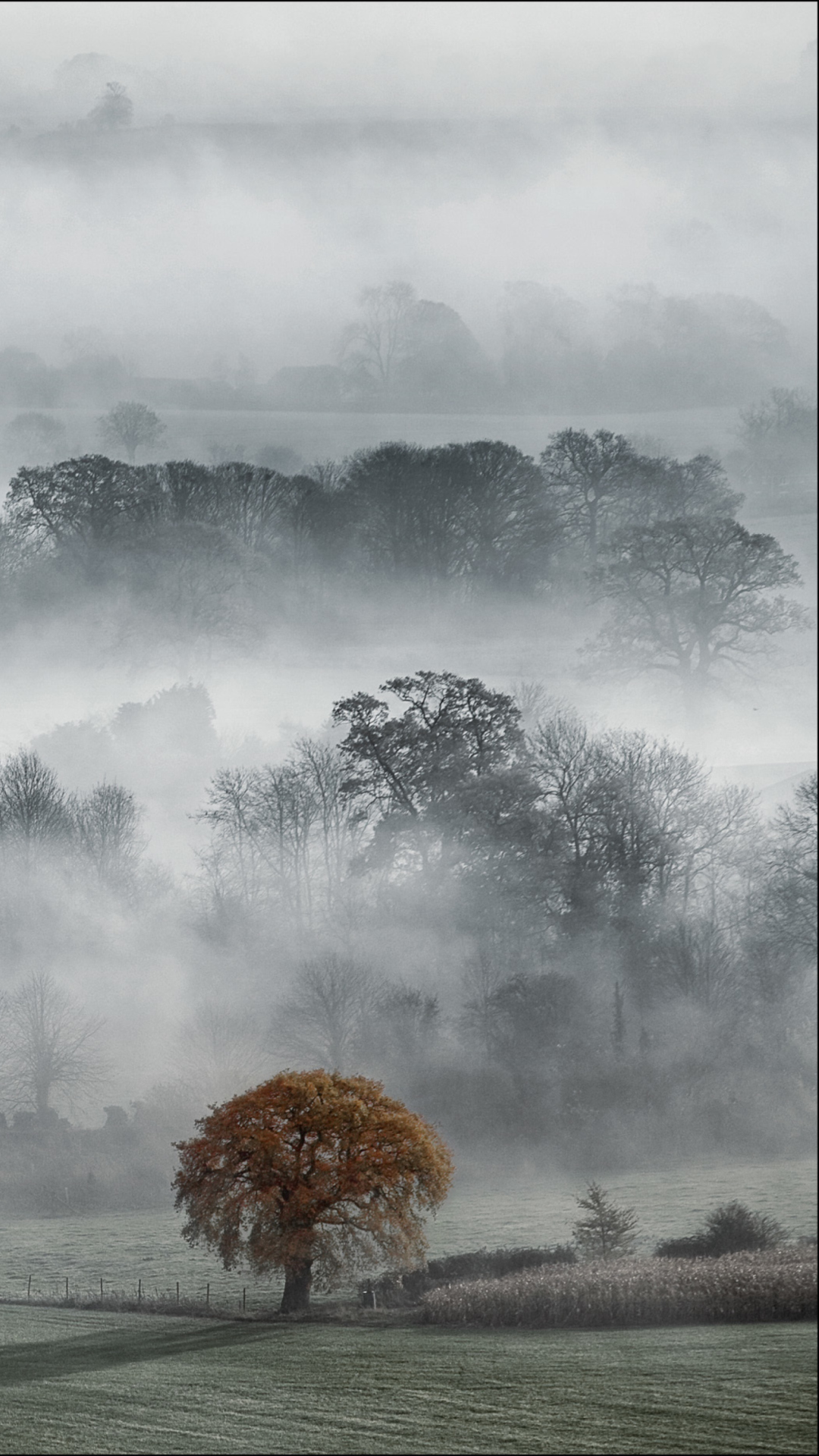 Fondo de pantalla Fog In England 1080x1920