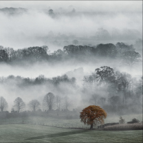 Sfondi Fog In England 208x208