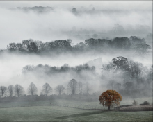 Fondo de pantalla Fog In England 220x176