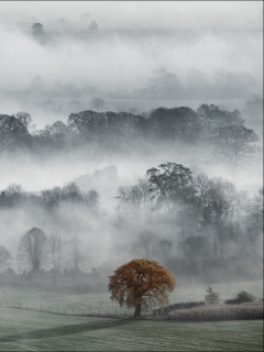 Das Fog In England Wallpaper 240x320