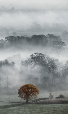 Das Fog In England Wallpaper 240x400