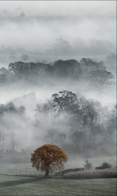 Fog In England wallpaper 480x800