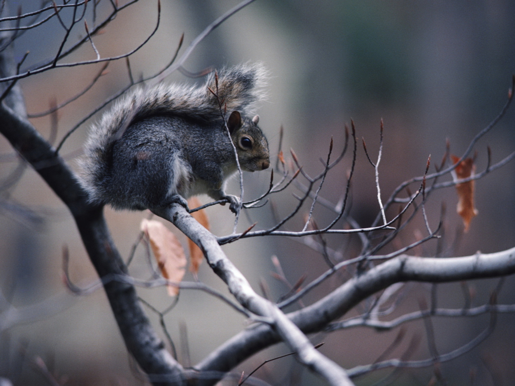 Sfondi Squirrel On Branch 1024x768