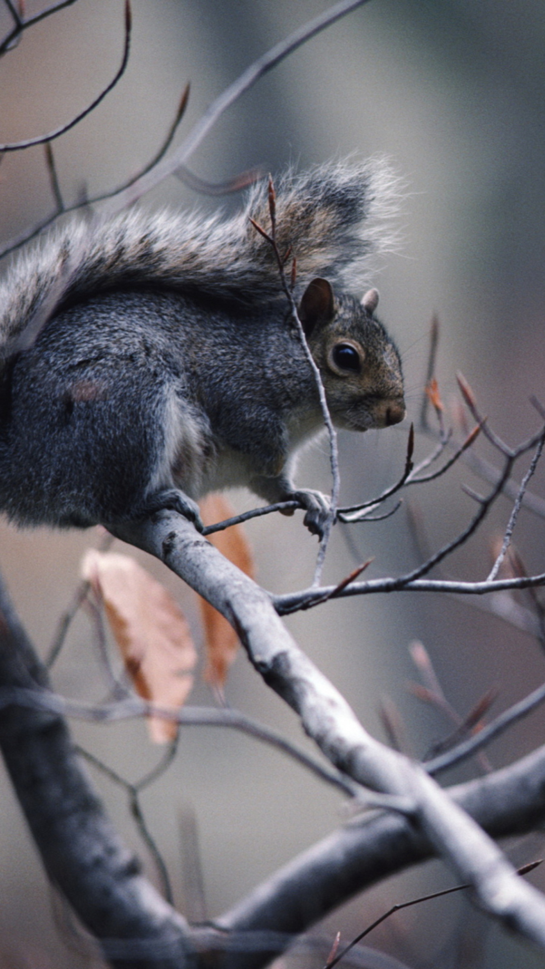 Sfondi Squirrel On Branch 1080x1920