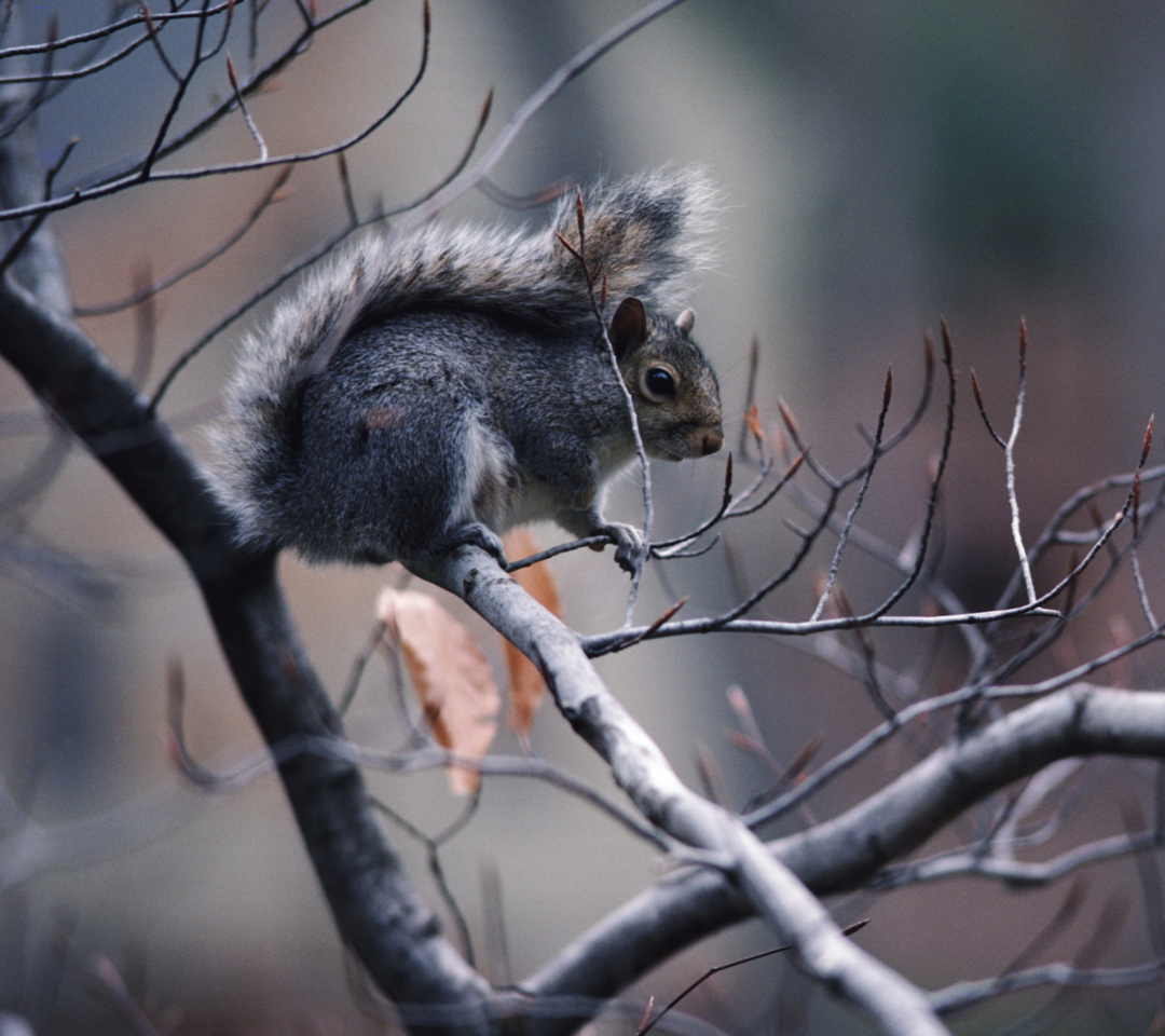 Das Squirrel On Branch Wallpaper 1080x960