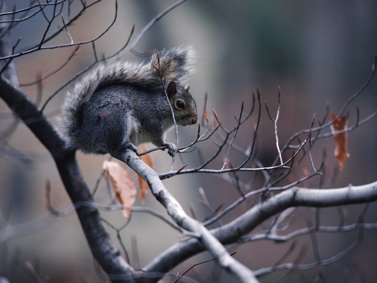 Fondo de pantalla Squirrel On Branch 1280x960