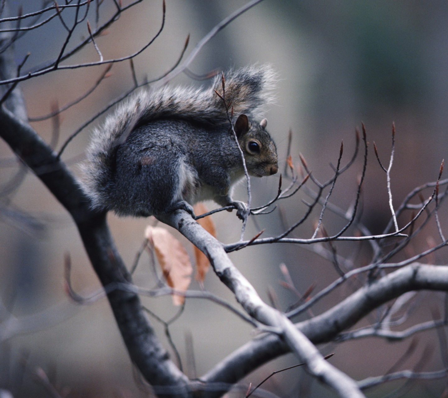 Sfondi Squirrel On Branch 1440x1280