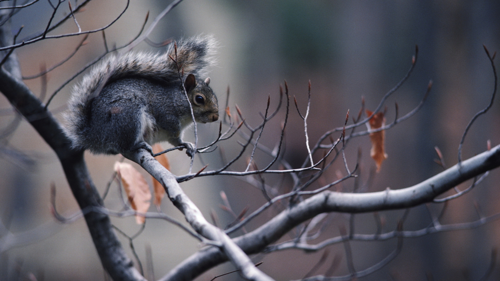 Squirrel On Branch wallpaper 1600x900