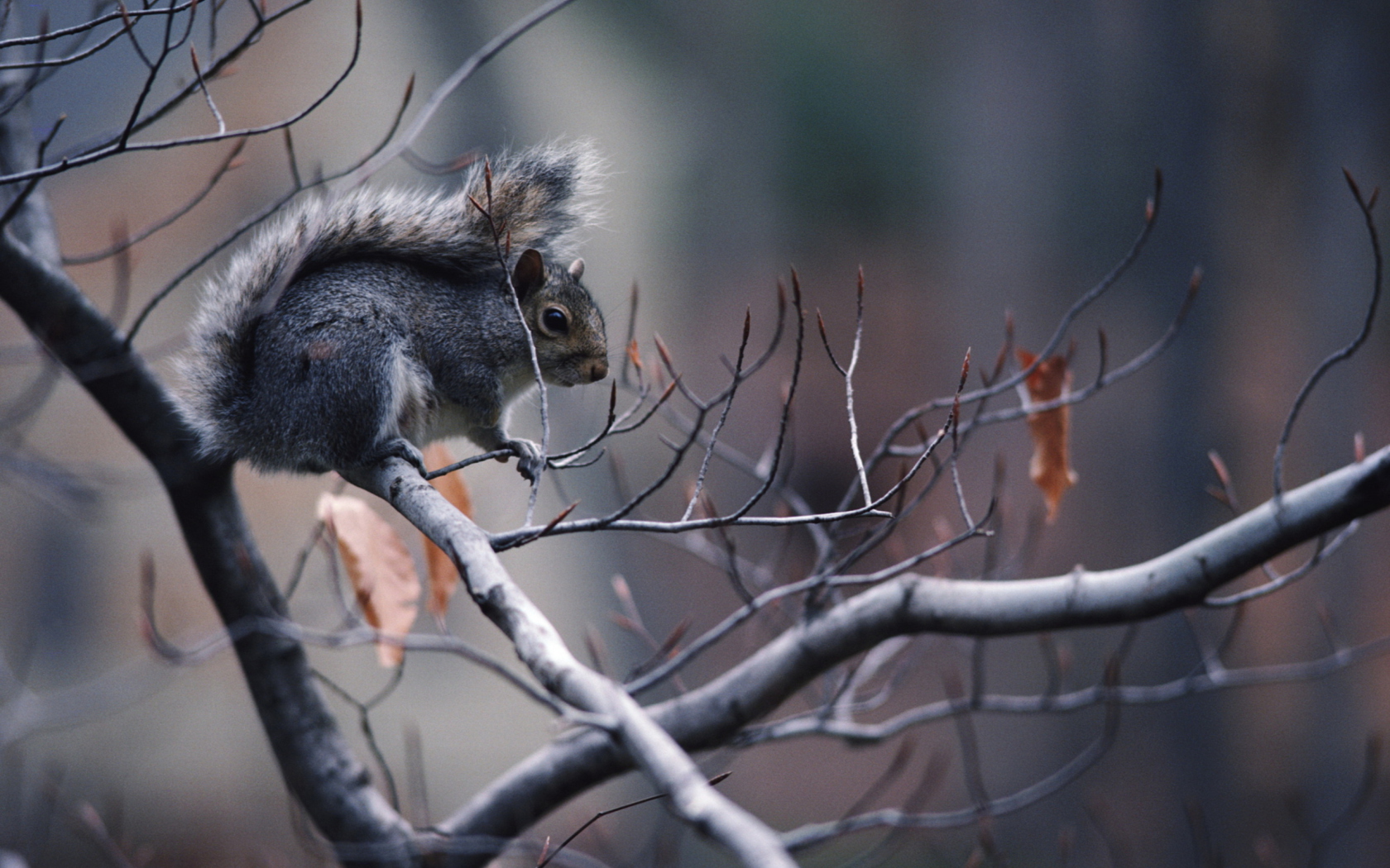 Обои Squirrel On Branch 1680x1050