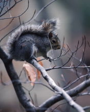 Обои Squirrel On Branch 176x220