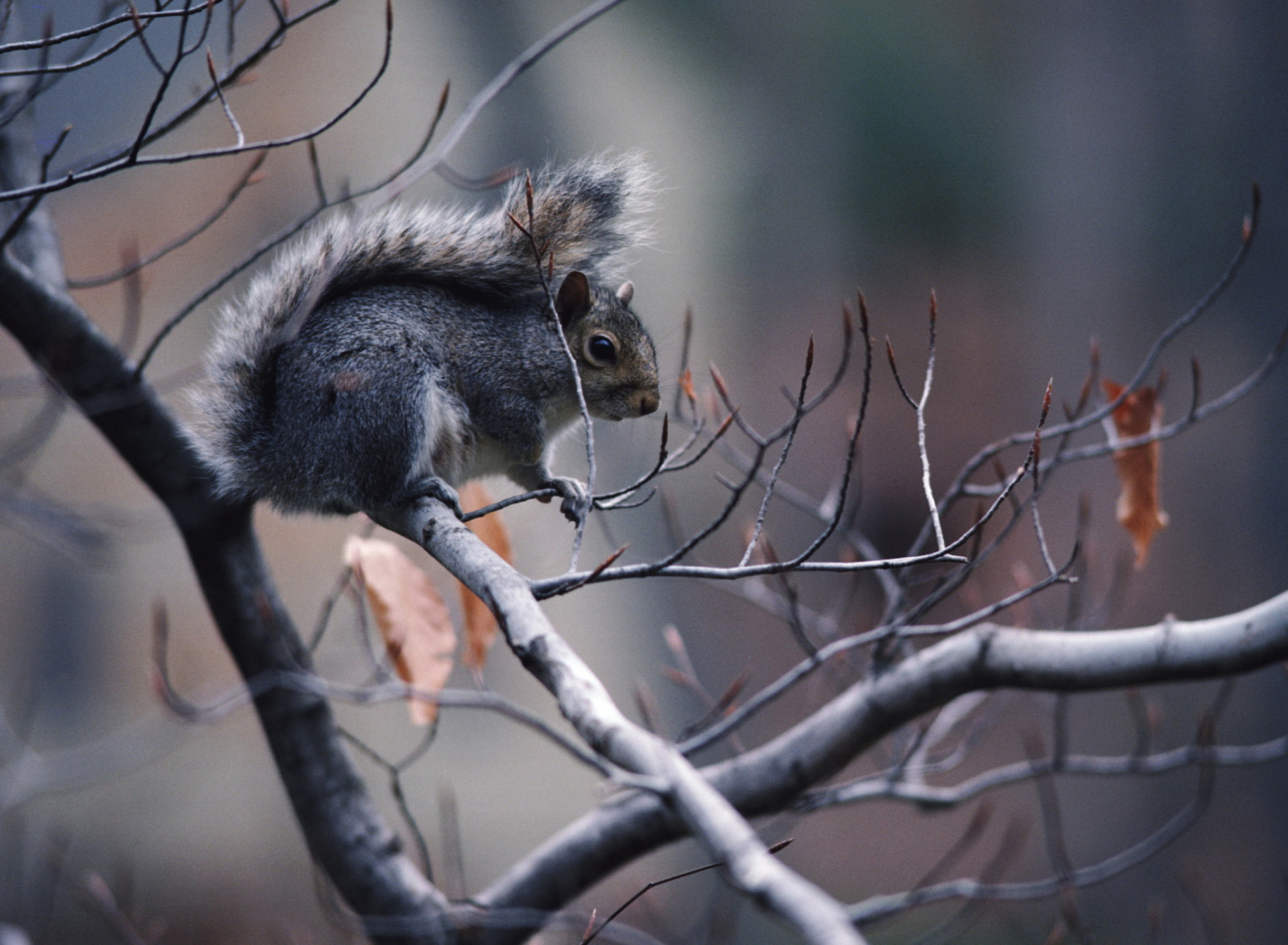 Squirrel On Branch screenshot #1 1920x1408