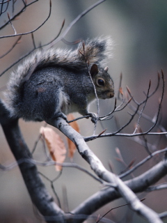Squirrel On Branch wallpaper 240x320
