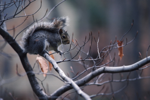 Das Squirrel On Branch Wallpaper 480x320