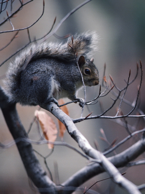 Sfondi Squirrel On Branch 480x640