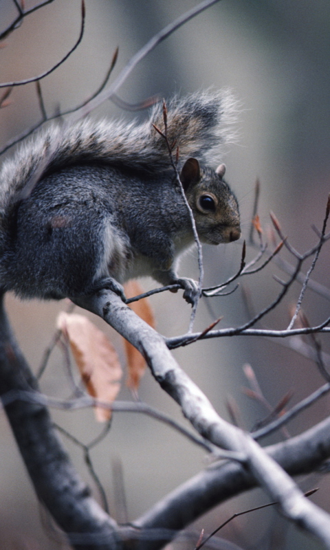 Обои Squirrel On Branch 480x800