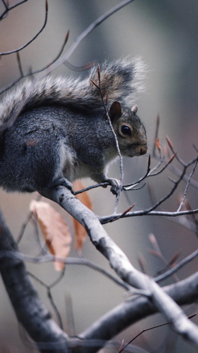 Squirrel On Branch wallpaper 640x1136