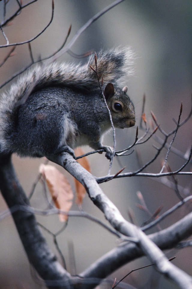 Das Squirrel On Branch Wallpaper 640x960