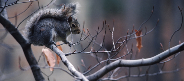 Обои Squirrel On Branch 720x320
