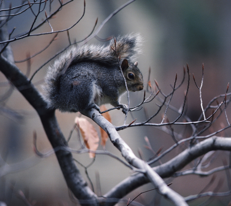 Sfondi Squirrel On Branch 960x854