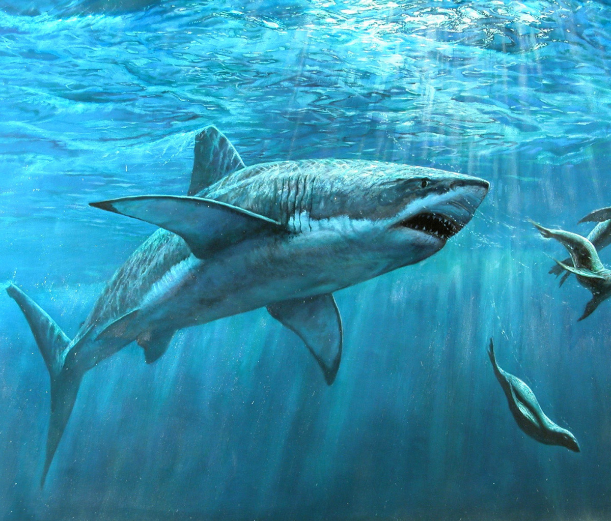 Das Shark Teeth Wallpaper 1200x1024