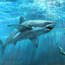 Shark Teeth wallpaper 128x128