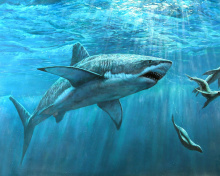 Обои Shark Teeth 220x176