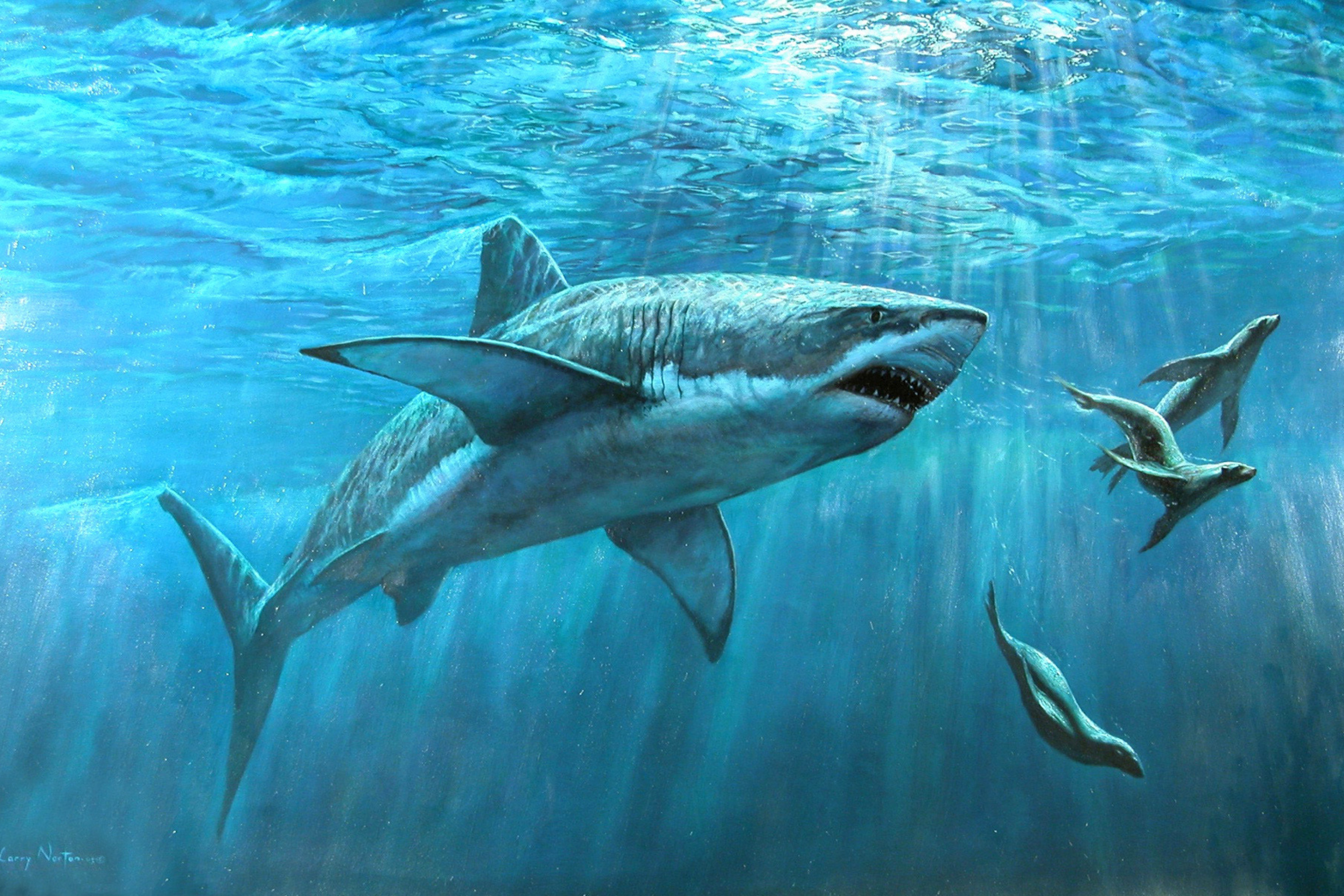 Das Shark Teeth Wallpaper 2880x1920