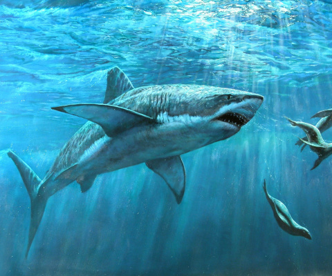 Das Shark Teeth Wallpaper 480x400