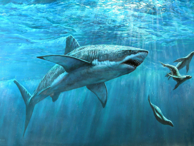 Das Shark Teeth Wallpaper 640x480