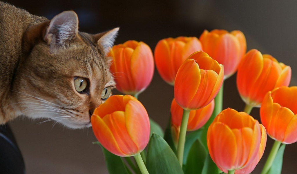 Cat And Tulips wallpaper 1024x600