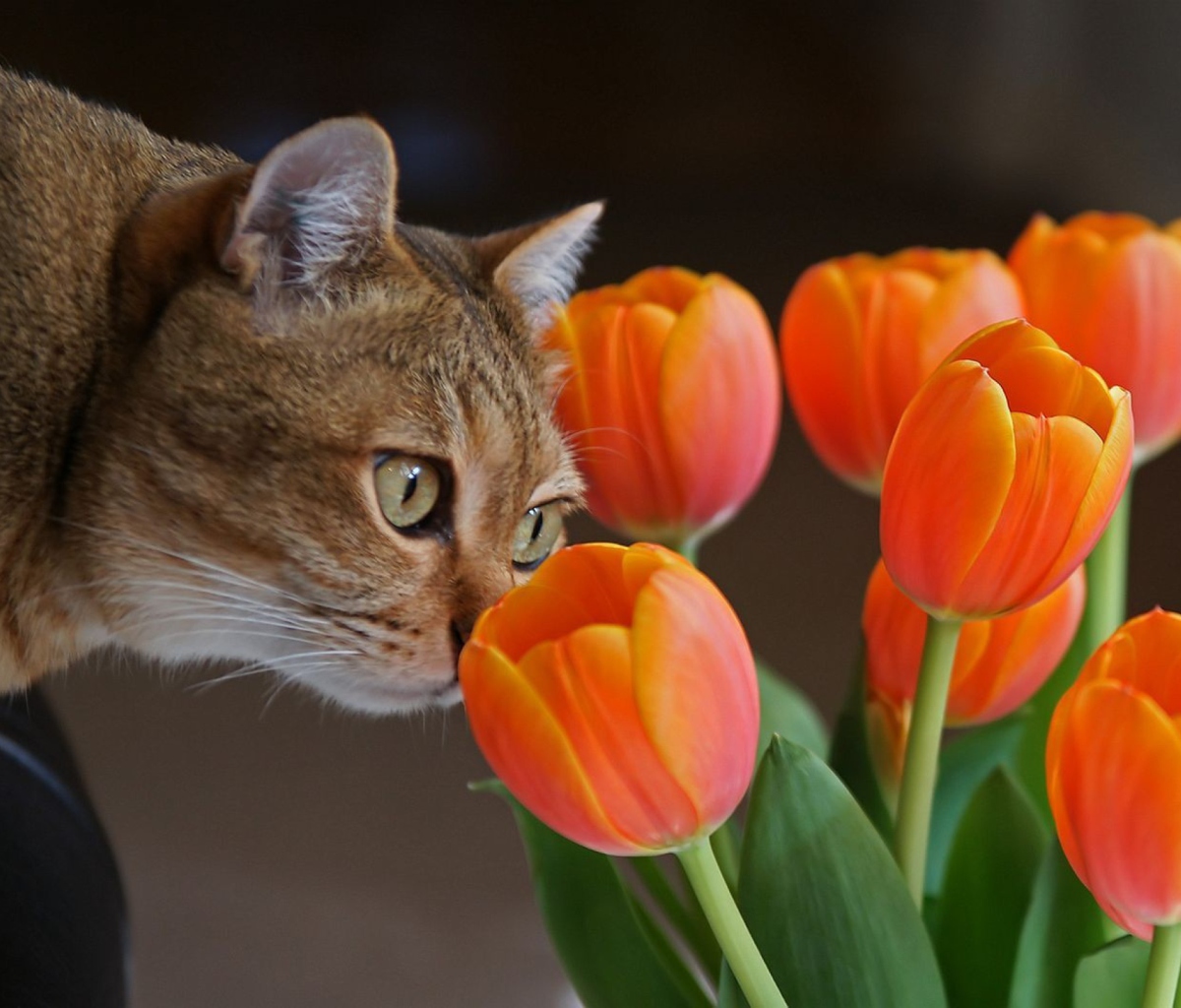 Das Cat And Tulips Wallpaper 1200x1024