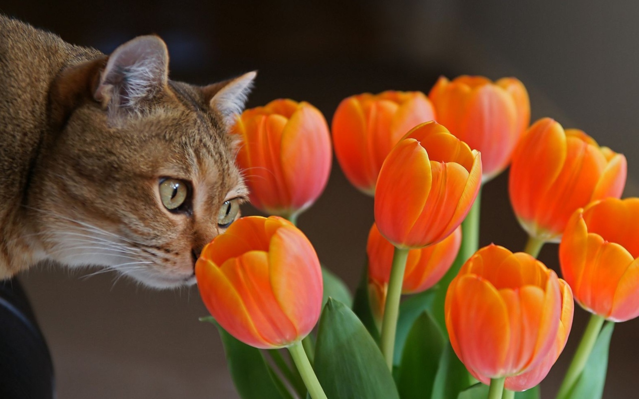Fondo de pantalla Cat And Tulips 1280x800