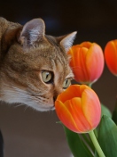 Das Cat And Tulips Wallpaper 132x176