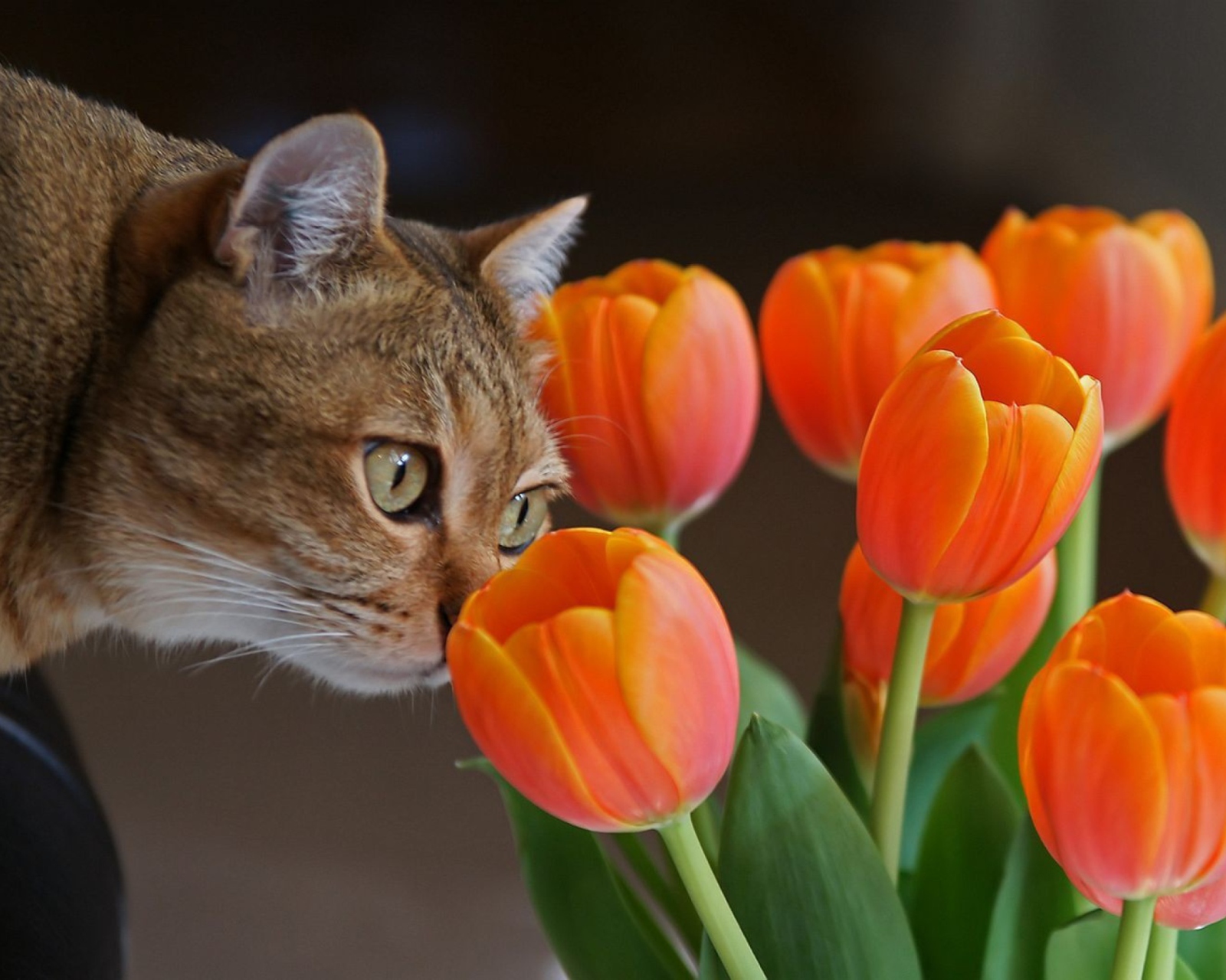 Обои Cat And Tulips 1600x1280