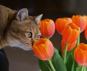 Cat And Tulips wallpaper 176x144