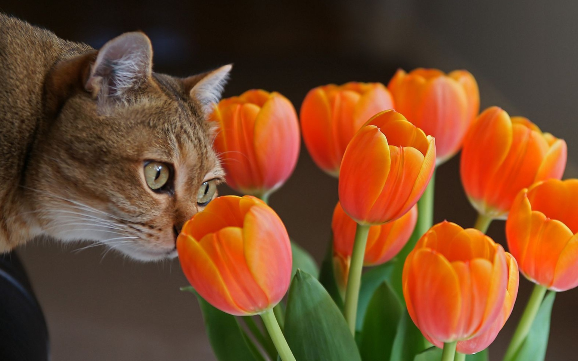 Cat And Tulips wallpaper 1920x1200