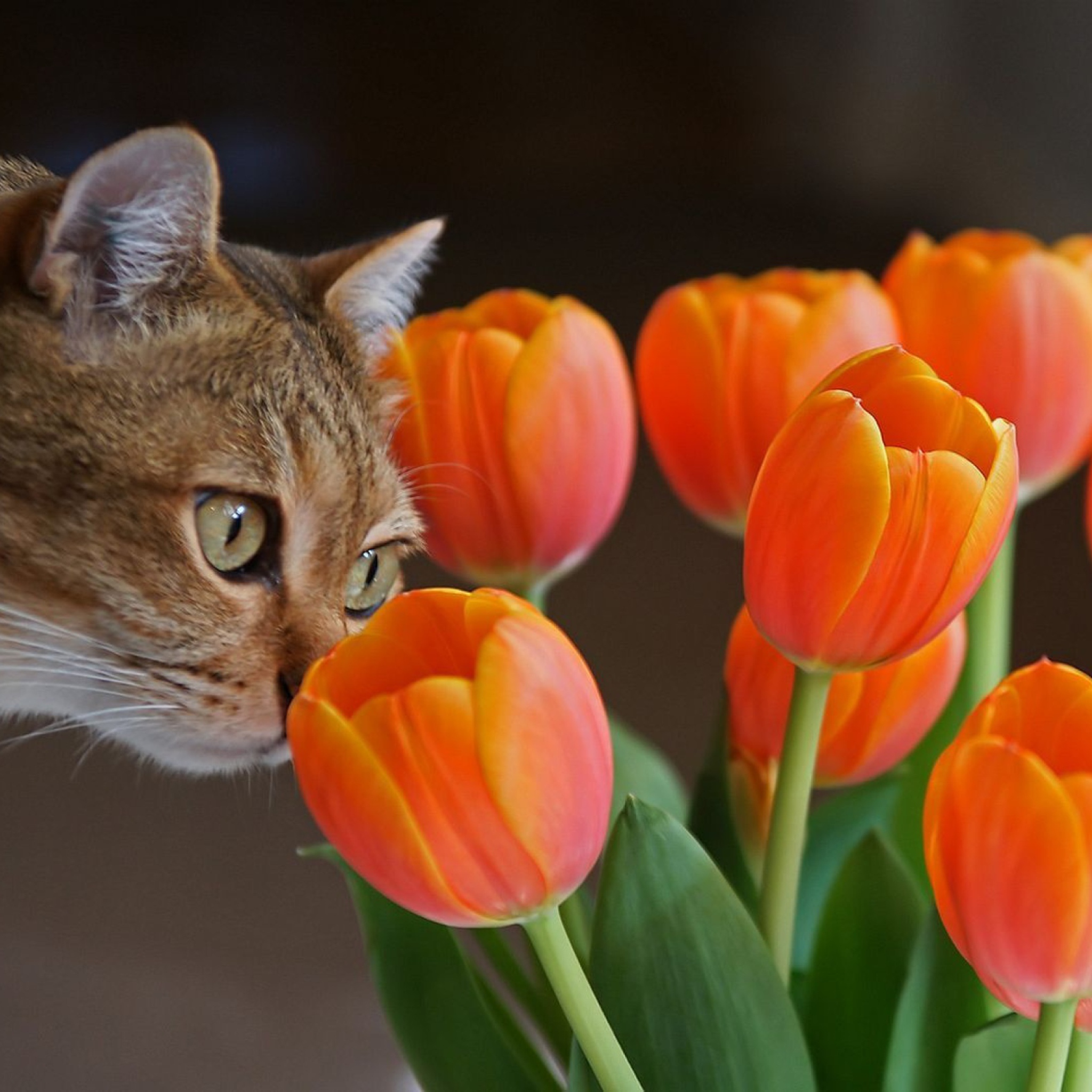 Обои Cat And Tulips 2048x2048