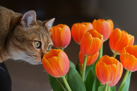 Обои Cat And Tulips 480x320