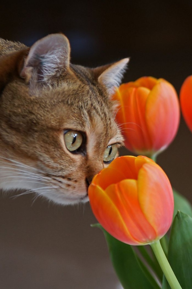 Screenshot №1 pro téma Cat And Tulips 640x960