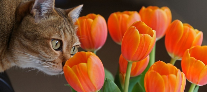Sfondi Cat And Tulips 720x320