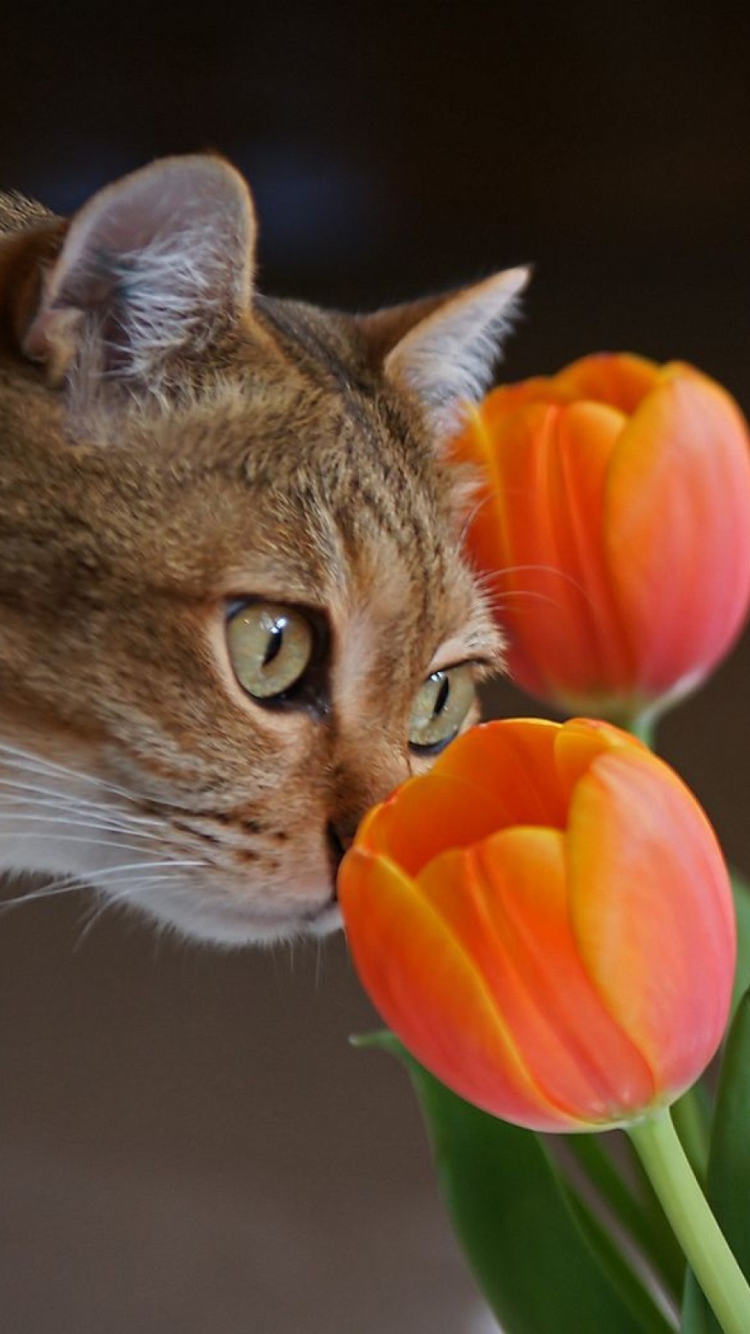 Das Cat And Tulips Wallpaper 750x1334