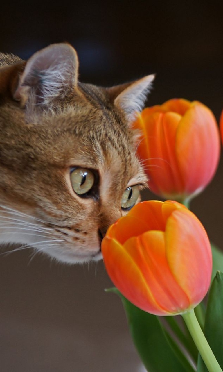 Das Cat And Tulips Wallpaper 768x1280