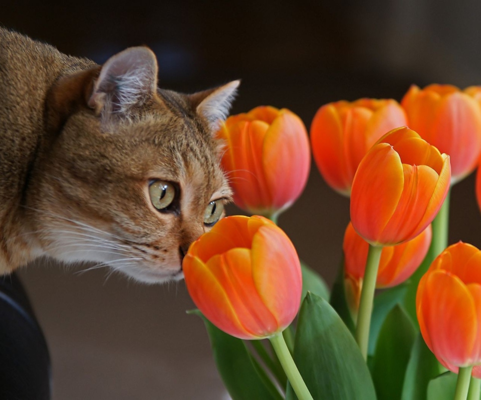 Das Cat And Tulips Wallpaper 960x800