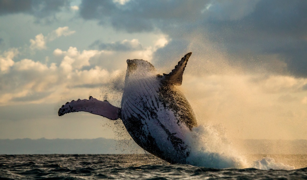 Whale Watching wallpaper 1024x600