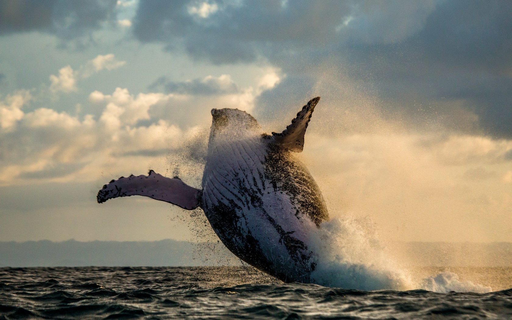 Whale Watching wallpaper 1680x1050